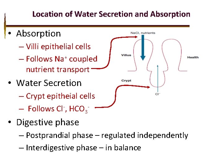 Location of Water Secretion and Absorption • Absorption – Villi epithelial cells – Follows