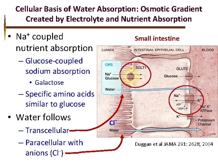 Cellular Basis of Water Absorption: Osmotic Gradient Created by Electrolyte and Nutrient Absorption •
