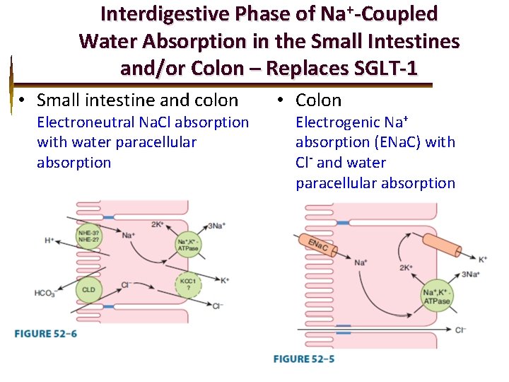 Interdigestive Phase of Na+-Coupled Water Absorption in the Small Intestines and/or Colon – Replaces