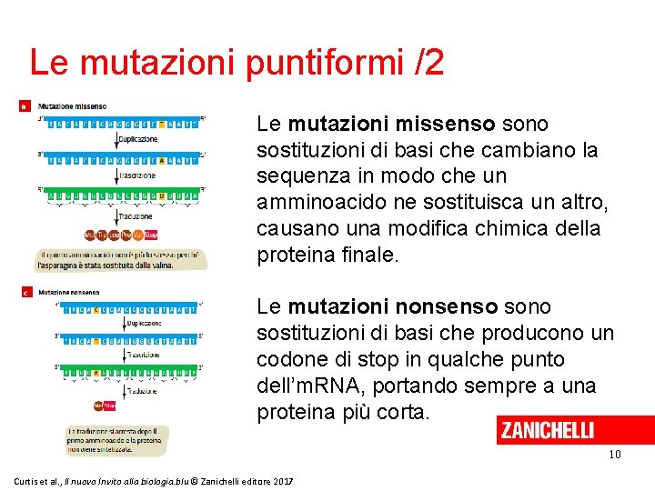 Le mutazioni puntiformi /2 Le mutazioni missenso sono sostituzioni di basi che cambiano la