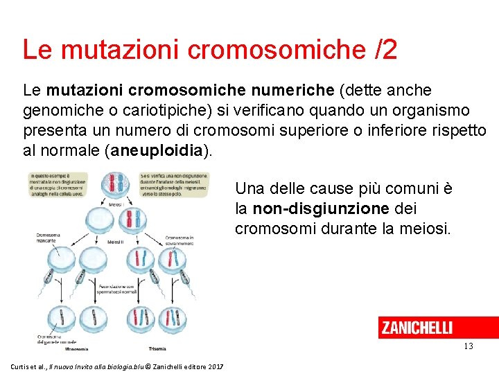 Le mutazioni cromosomiche /2 Le mutazioni cromosomiche numeriche (dette anche genomiche o cariotipiche) si