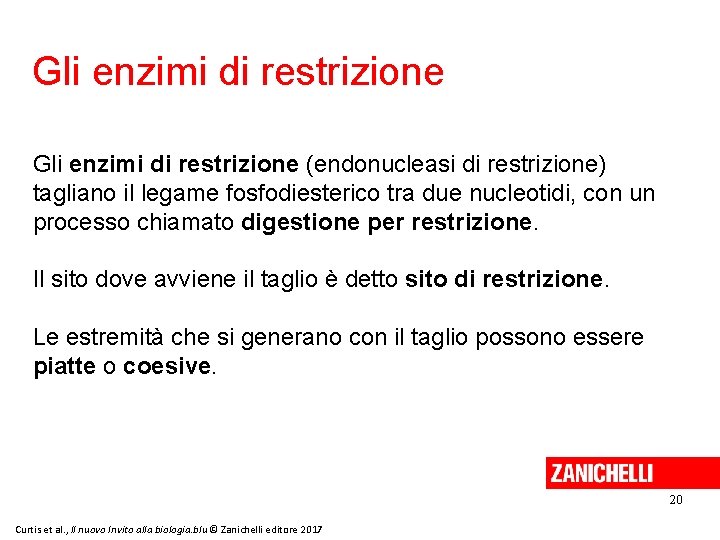 Gli enzimi di restrizione (endonucleasi di restrizione) tagliano il legame fosfodiesterico tra due nucleotidi,