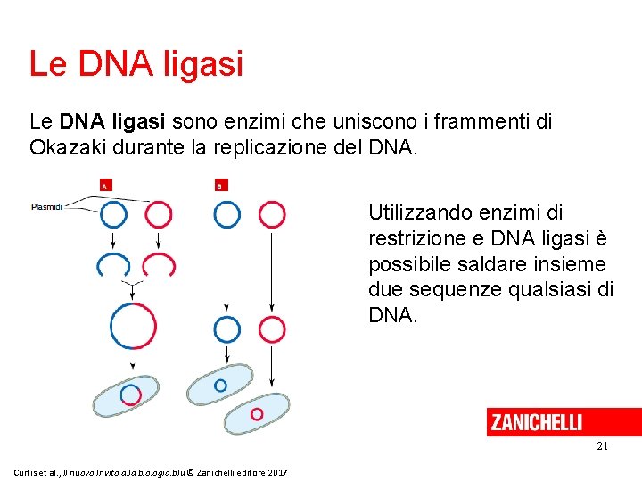 Le DNA ligasi sono enzimi che uniscono i frammenti di Okazaki durante la replicazione