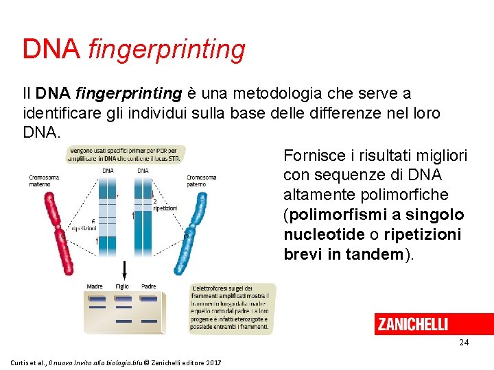 DNA fingerprinting Il DNA fingerprinting è una metodologia che serve a identificare gli individui