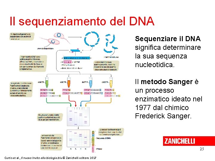 Il sequenziamento del DNA Sequenziare il DNA significa determinare la sua sequenza nucleotidica. Il