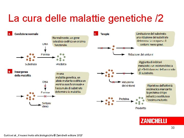 La cura delle malattie genetiche /2 30 Curtis et al. , Il nuovo Invito