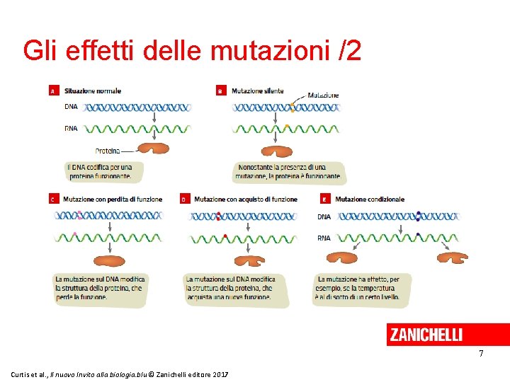 Gli effetti delle mutazioni /2 7 Curtis et al. , Il nuovo Invito alla