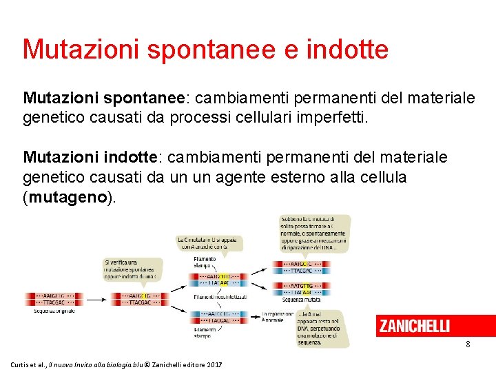 Mutazioni spontanee e indotte Mutazioni spontanee: cambiamenti permanenti del materiale genetico causati da processi