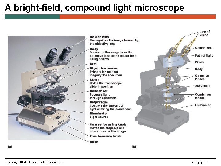 A bright-field, compound light microscope Copyright © 2011 Pearson Education Inc. Figure 4. 4