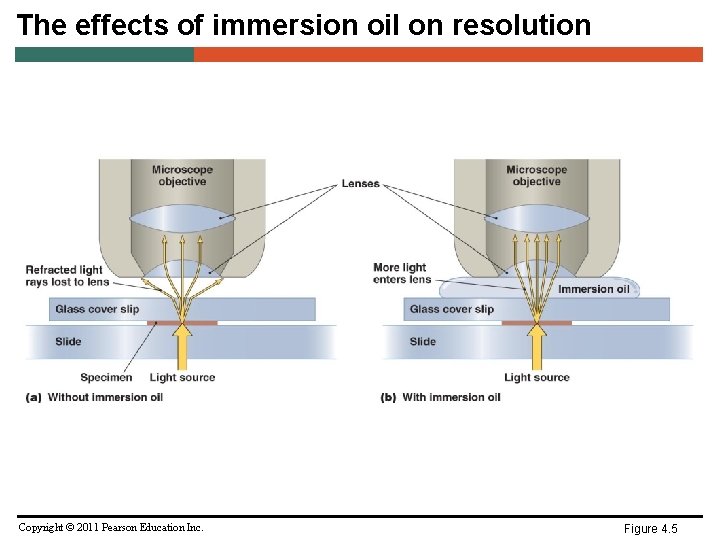 The effects of immersion oil on resolution Copyright © 2011 Pearson Education Inc. Figure