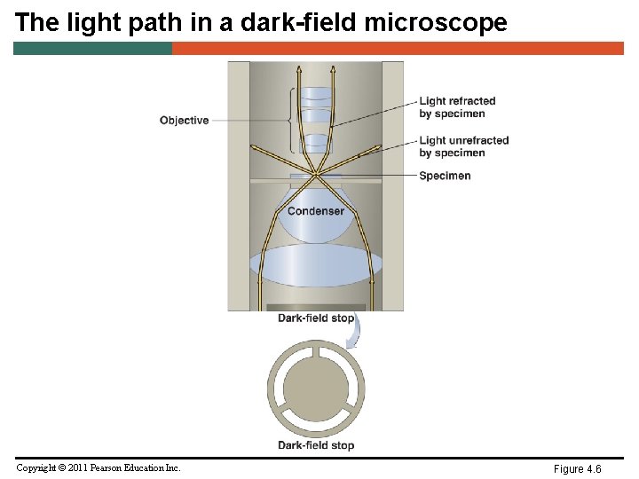 The light path in a dark-field microscope Copyright © 2011 Pearson Education Inc. Figure