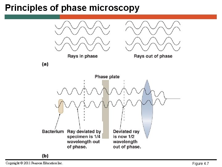 Principles of phase microscopy Copyright © 2011 Pearson Education Inc. Figure 4. 7 