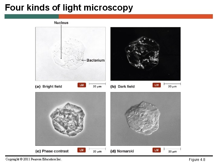 Four kinds of light microscopy Copyright © 2011 Pearson Education Inc. Figure 4. 8