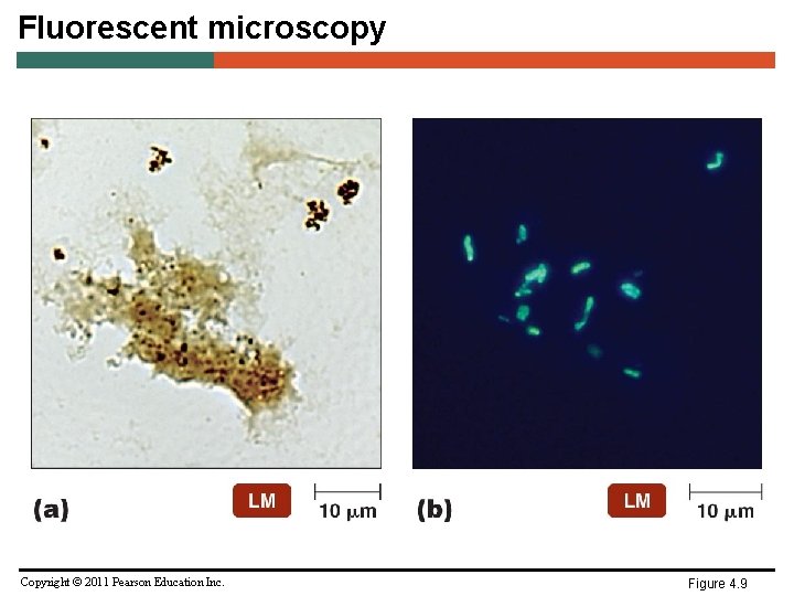 Fluorescent microscopy Copyright © 2011 Pearson Education Inc. Figure 4. 9 