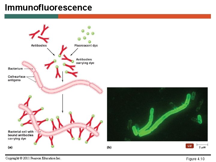 Immunofluorescence Copyright © 2011 Pearson Education Inc. Figure 4. 10 