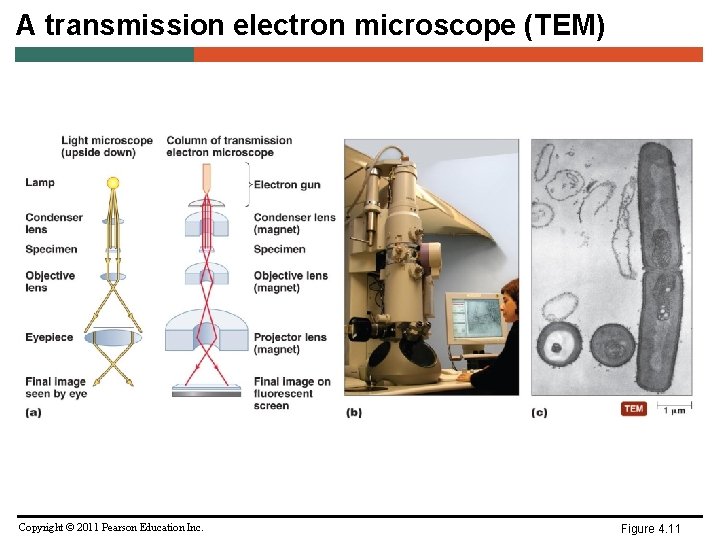 A transmission electron microscope (TEM) Copyright © 2011 Pearson Education Inc. Figure 4. 11
