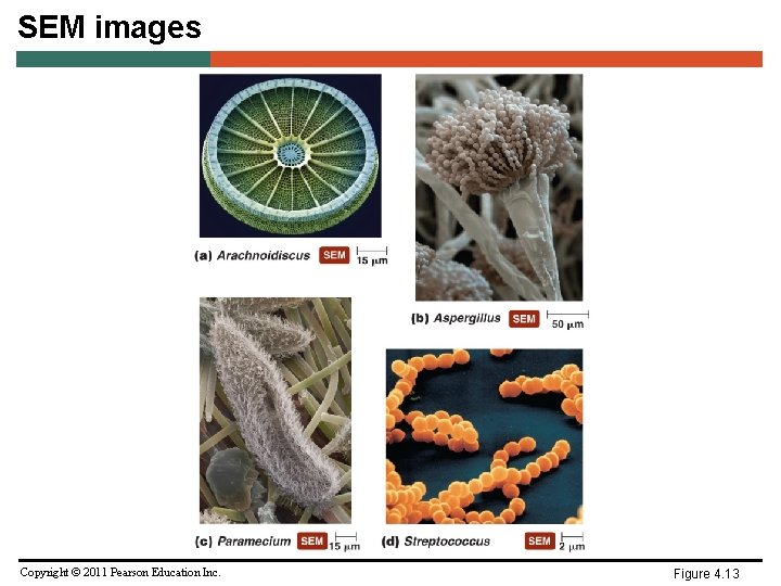 SEM images Copyright © 2011 Pearson Education Inc. Figure 4. 13 