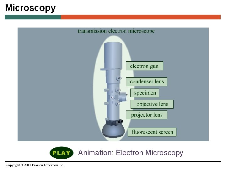 Microscopy Animation: Electron Microscopy Copyright © 2011 Pearson Education Inc. 