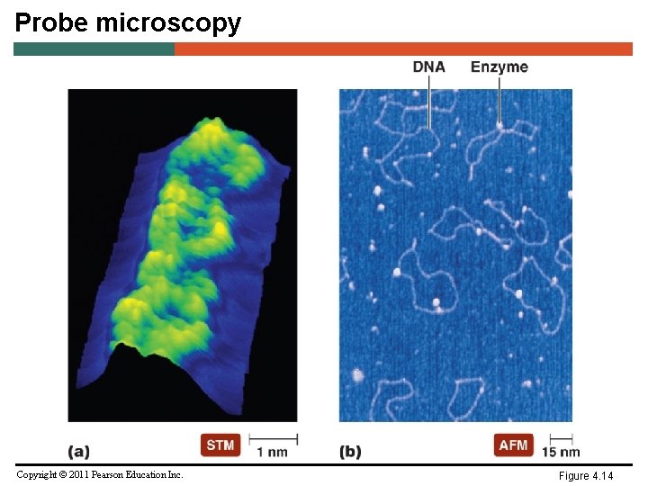 Probe microscopy Copyright © 2011 Pearson Education Inc. Figure 4. 14 
