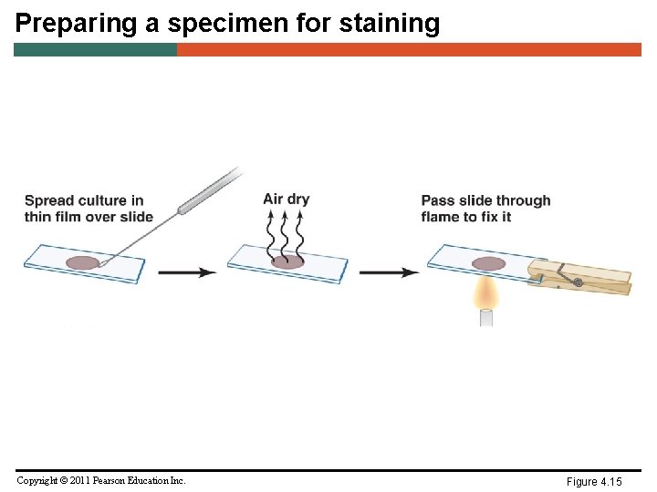 Preparing a specimen for staining Copyright © 2011 Pearson Education Inc. Figure 4. 15