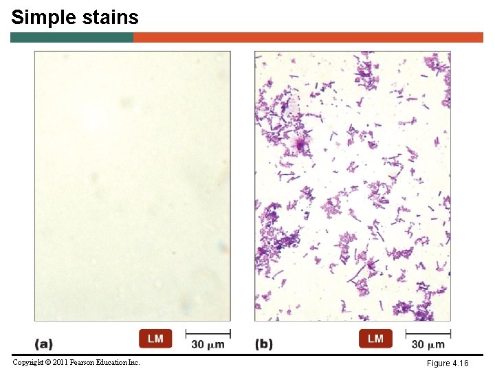 Simple stains Copyright © 2011 Pearson Education Inc. Figure 4. 16 