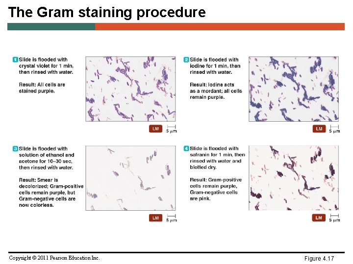 The Gram staining procedure Copyright © 2011 Pearson Education Inc. Figure 4. 17 