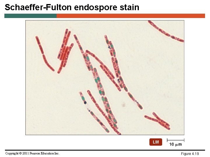 Schaeffer-Fulton endospore stain Copyright © 2011 Pearson Education Inc. Figure 4. 19 