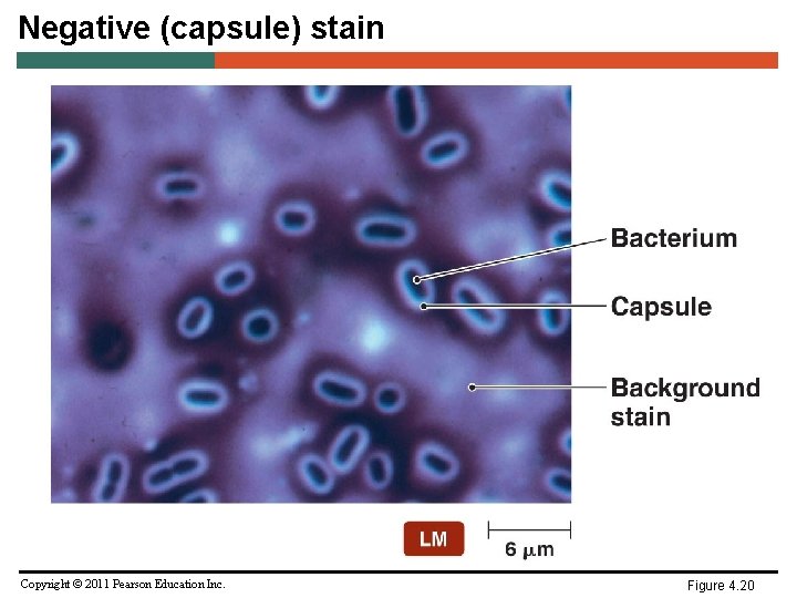 Negative (capsule) stain Copyright © 2011 Pearson Education Inc. Figure 4. 20 