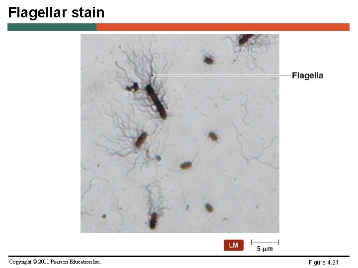 Flagellar stain Copyright © 2011 Pearson Education Inc. Figure 4. 21 