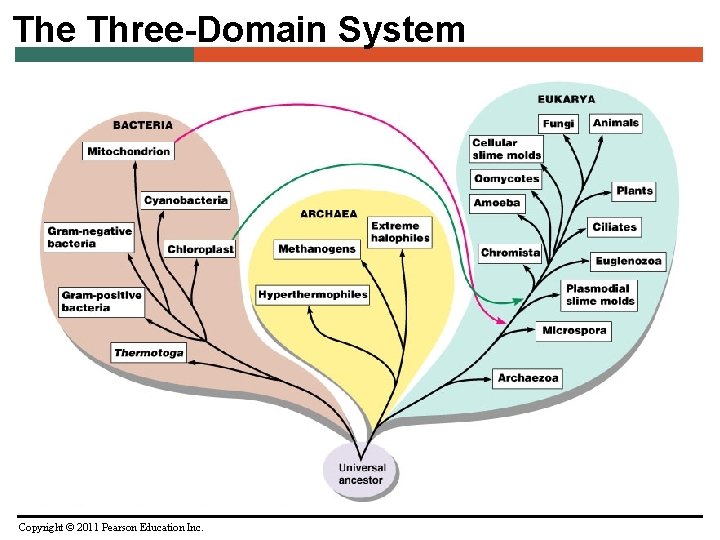 The Three-Domain System Copyright © 2011 Pearson Education Inc. 