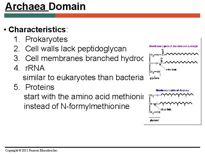 Archaea Domain • Characteristics: 1. Prokaryotes 2. Cell walls lack peptidoglycan 3. Cell membranes