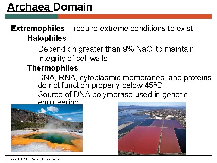 Archaea Domain Extremophiles – require extreme conditions to exist – Halophiles – Depend on