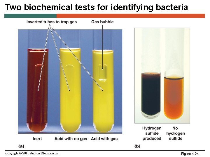Two biochemical tests for identifying bacteria Copyright © 2011 Pearson Education Inc. Figure 4.