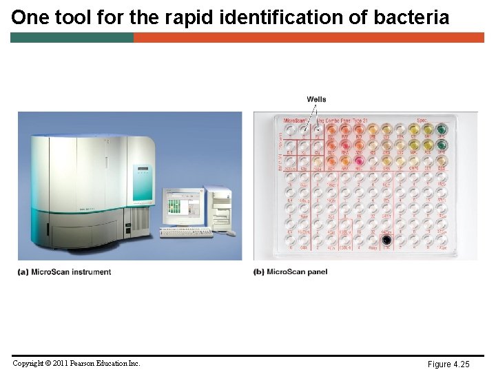 One tool for the rapid identification of bacteria Copyright © 2011 Pearson Education Inc.