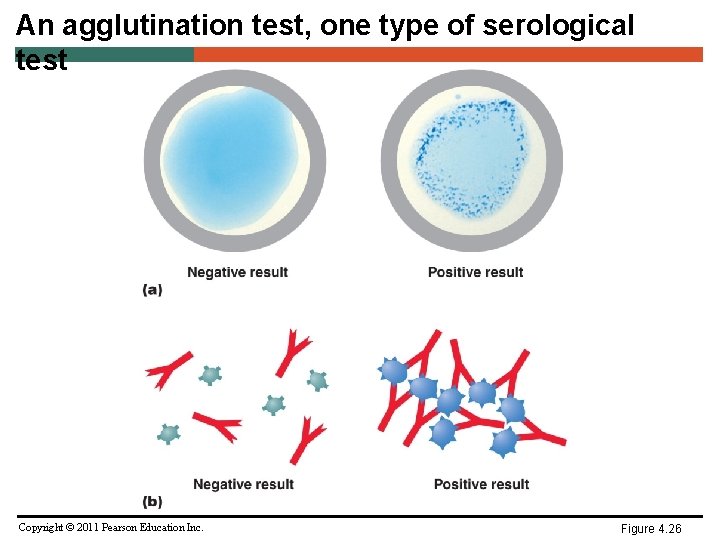 An agglutination test, one type of serological test Copyright © 2011 Pearson Education Inc.
