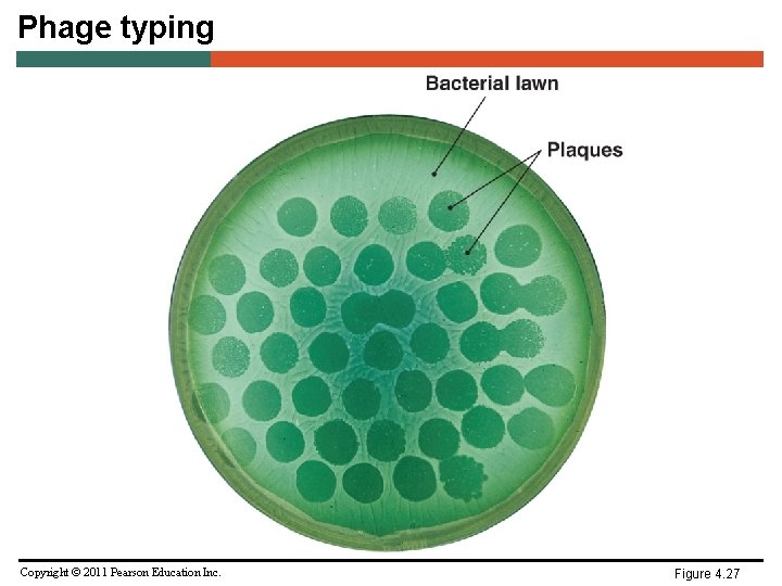 Phage typing Copyright © 2011 Pearson Education Inc. Figure 4. 27 