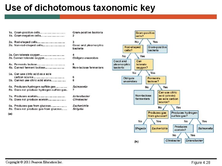 Use of dichotomous taxonomic key Copyright © 2011 Pearson Education Inc. Figure 4. 28