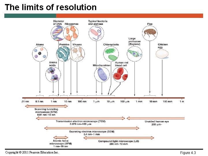 The limits of resolution Copyright © 2011 Pearson Education Inc. Figure 4. 3 