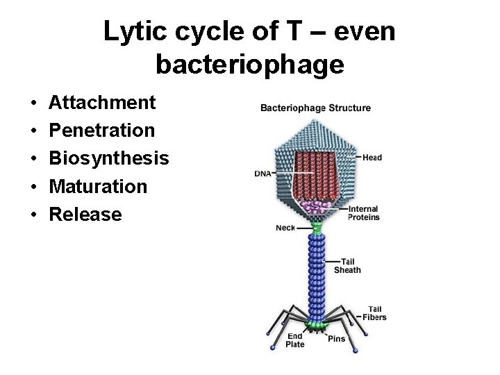 Lytic cycle of T – even bacteriophage • • • Attachment Penetration Biosynthesis Maturation