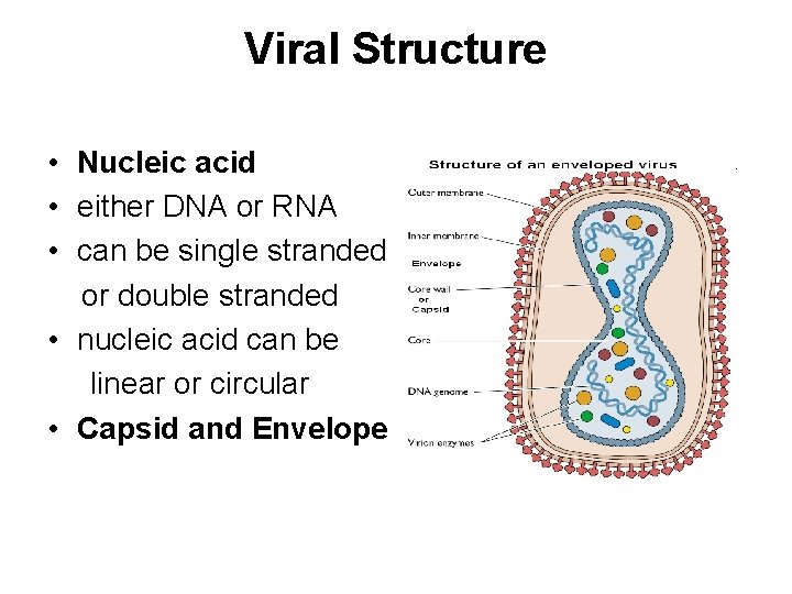 Viral Structure • Nucleic acid • either DNA or RNA • can be single