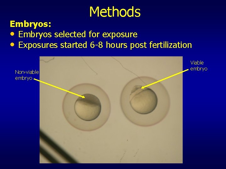 Methods Embryos: • Embryos selected for exposure • Exposures started 6 -8 hours post