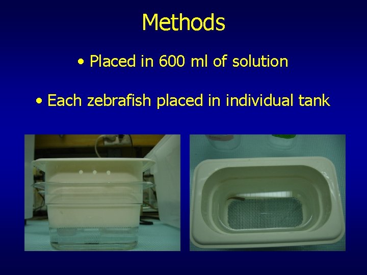 Methods • Placed in 600 ml of solution • Each zebrafish placed in individual