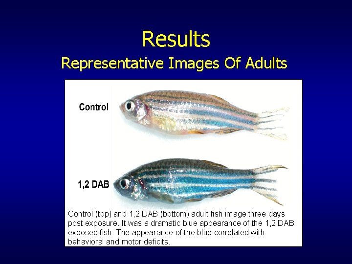 Results Representative Images Of Adults Control (top) and 1, 2 DAB (bottom) adult fish