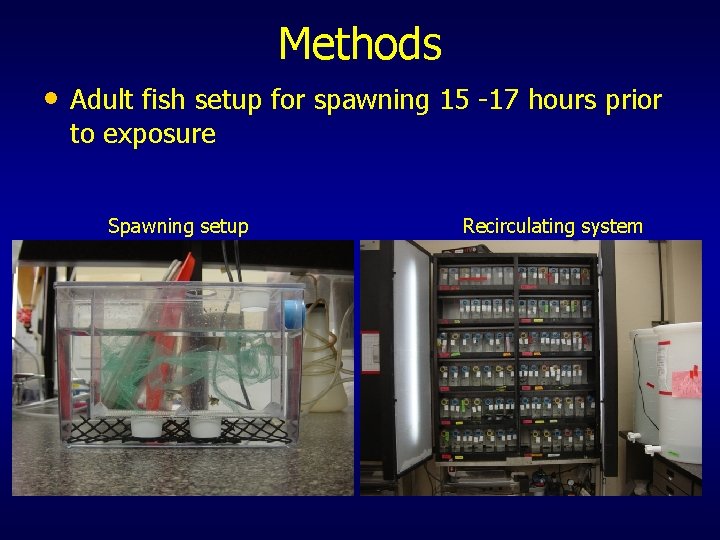 Methods • Adult fish setup for spawning 15 -17 hours prior to exposure Spawning