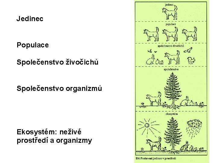 Jedinec Populace Společenstvo živočichů Společenstvo organizmů Ekosystém: neživé prostředí a organizmy 