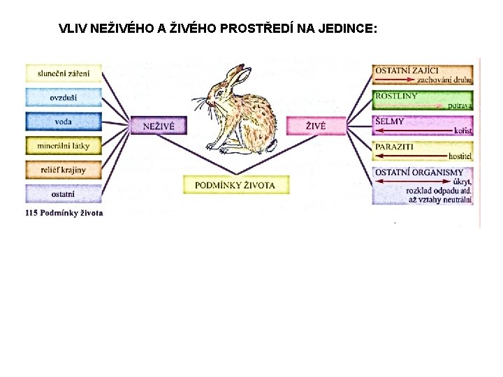 VLIV NEŽIVÉHO A ŽIVÉHO PROSTŘEDÍ NA JEDINCE: 