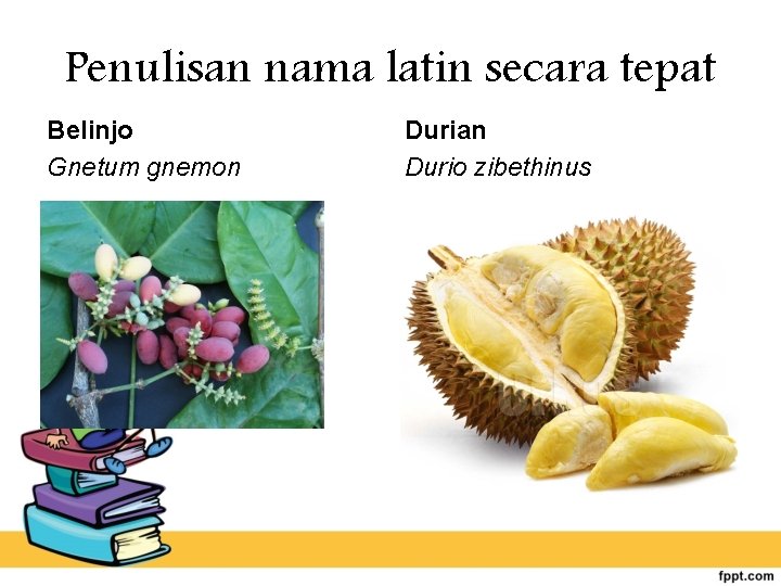 Penulisan nama latin secara tepat Belinjo Gnetum gnemon Durian Durio zibethinus 