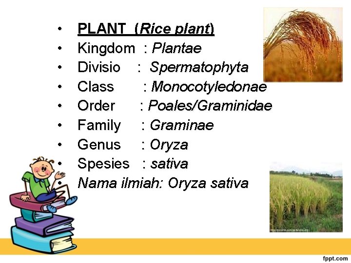  • • • PLANT (Rice plant) Kingdom : Plantae Divisio : Spermatophyta Class