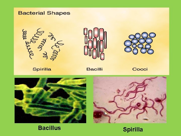 Bacillus Spirilla 