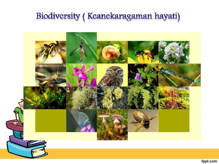 Biodiversity ( Keanekaragaman hayati) 